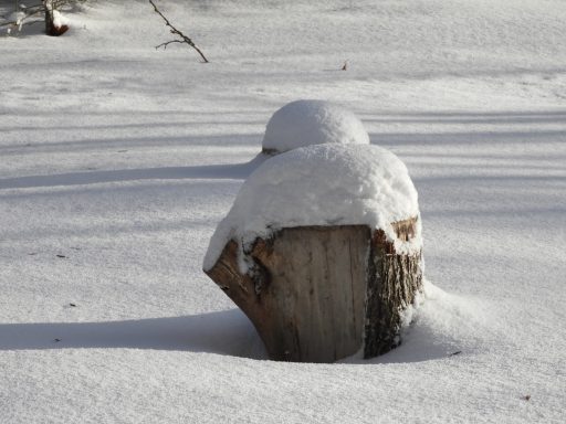 L'hiver au jardin