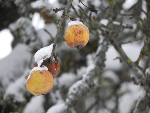 Notre pommier l'hiver